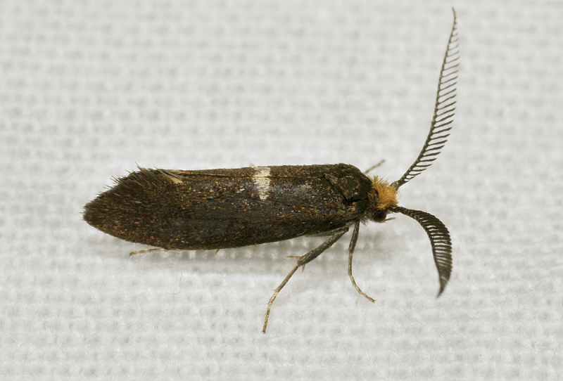 Da Identificare:  Incurvaria pectinea - Incurvariidae